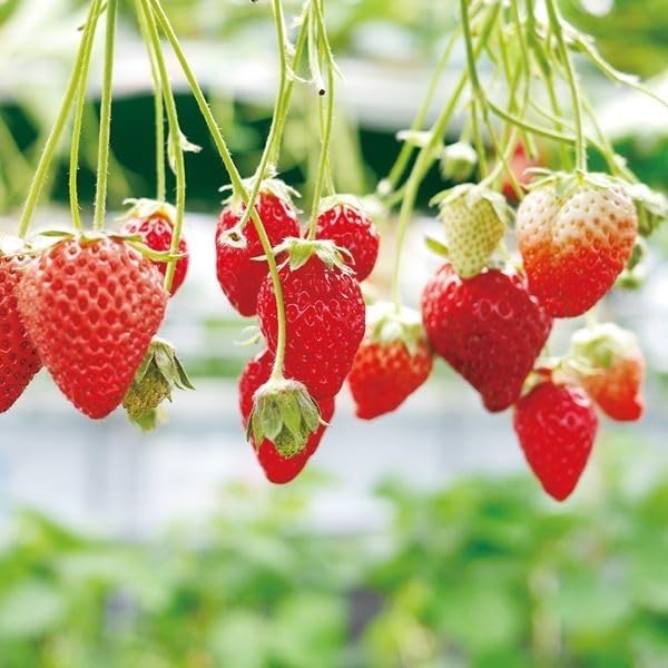 Amazon.co.jp: いちご苗 あまえくぼPVP 3株 / 国華園 25年秋商品 : DIY